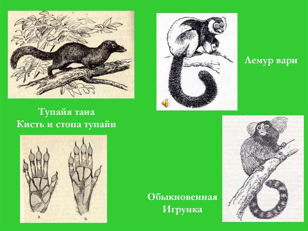 Какой тип развития характерен для кошачьего лемура изображенного на рисунке