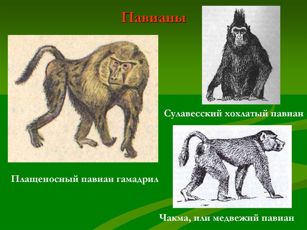Презентация обезьяны 7 класс