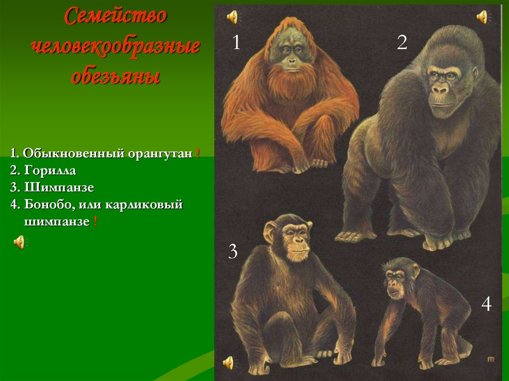 Укажите рисунок на котором изображена обезьяна не относящаяся к человекообразным обезьянам