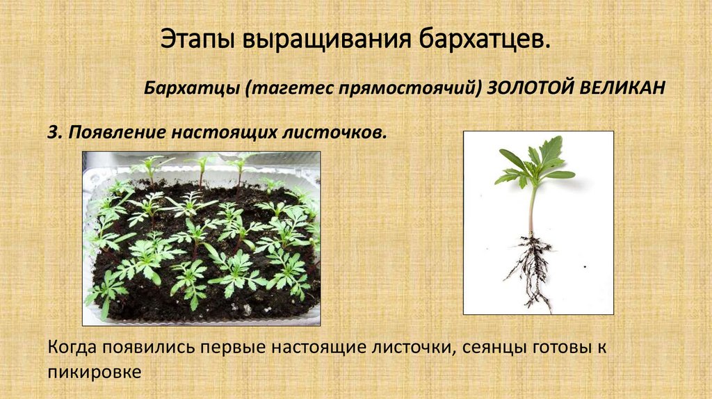 Этапы выращивания бархатцев.