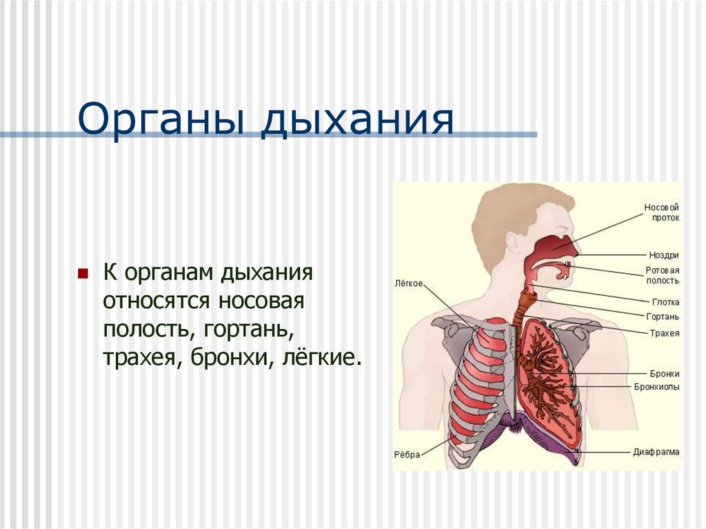 Презентация по биологии 8 класс строение органов дыхания