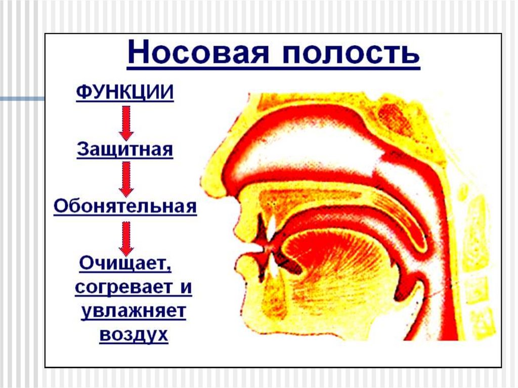 Дыхание через рот. Дышать через нос. Дыхание носом. Защитная функция носовой полости.