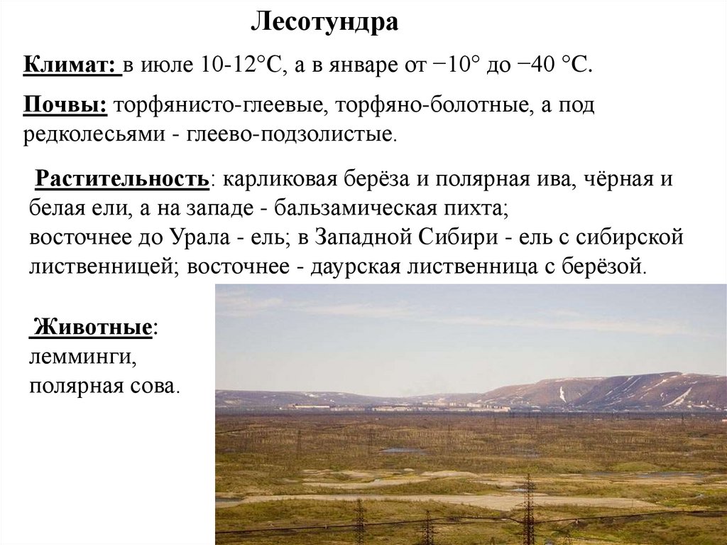 Температура в тундре и лесотундре. Климатические условия лесотундры. Лесотундра описание природной зоны. Лесотундра характеристика климата. Климат лесотундры в России.