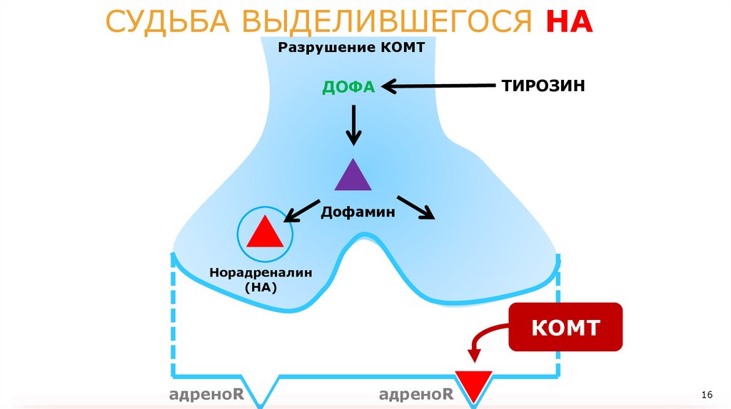 АДРЕНЕРГИЧЕСКИЙ СИНАПС