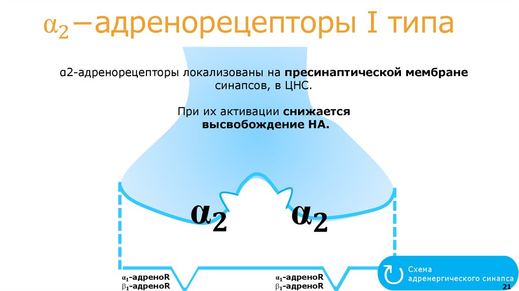 АДРЕНОРЕЦЕПТОРЫ: локализация, классификация, результаты активации