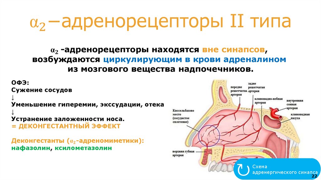 Классификация адреноR