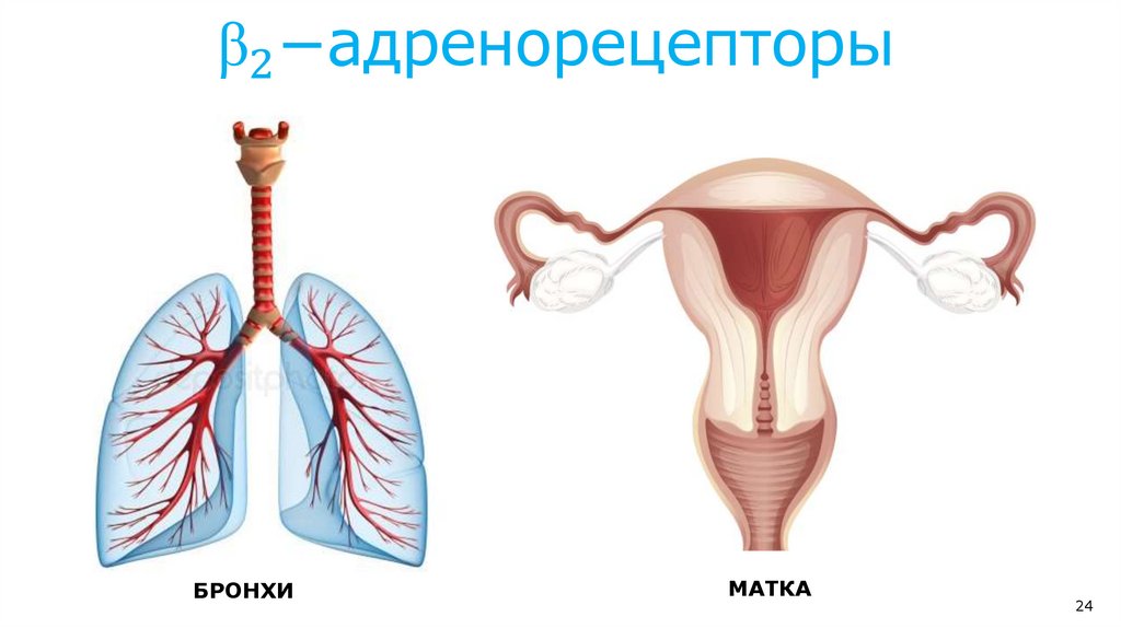 "α" _2−адренорецепторы I типа