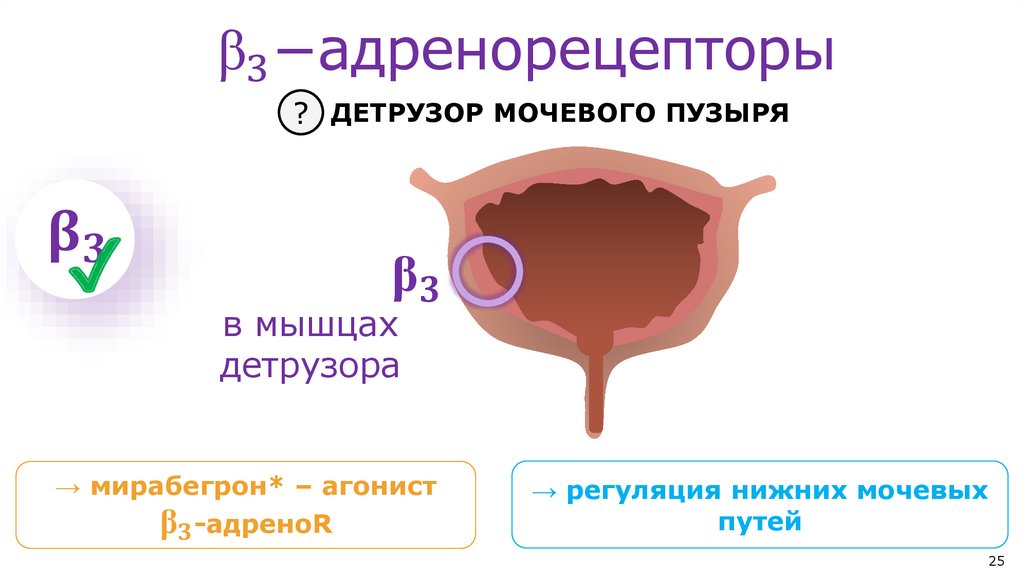 "α" _2−адренорецепторы II типа