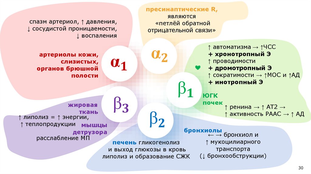 "β" _3−адренорецепторы