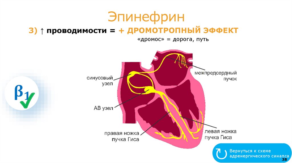 α, "β "- АДРЕНОМИМЕТИКИ