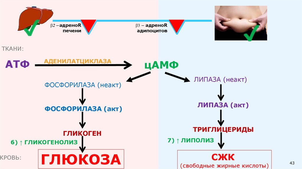 Эпинефрин