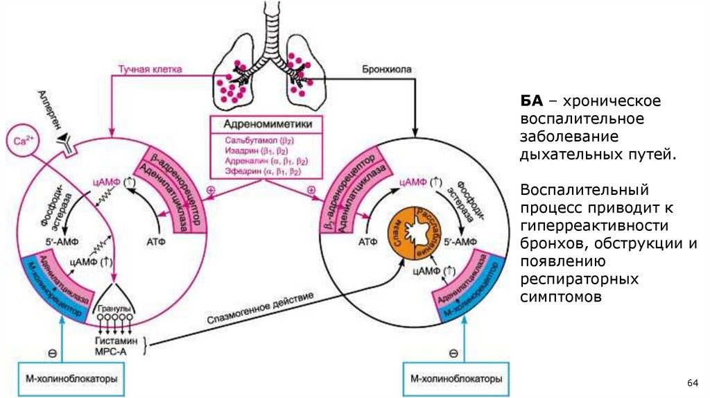 β - АДРЕНОМИМЕТИКИ