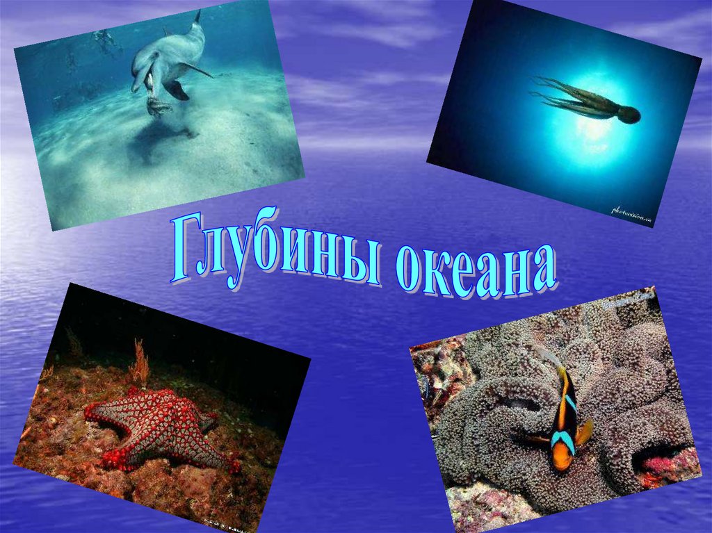 Жизнь в океане география 6 класс кратко. Морские глубины и их обитатели. Исследование глубин океана. Глубины океана и их обитатели. Жизнь в океане.