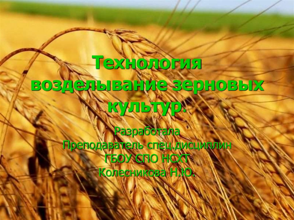 Технология возделывание зерновых культур.