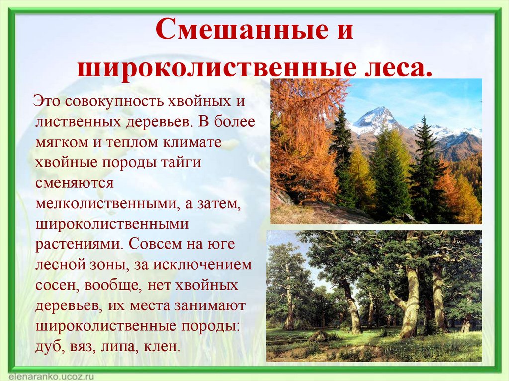 Особенности природной зоны лиственные леса
