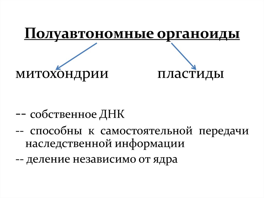 Ответы Mail: Почему митохондрии называют полуавтономными органоидами?