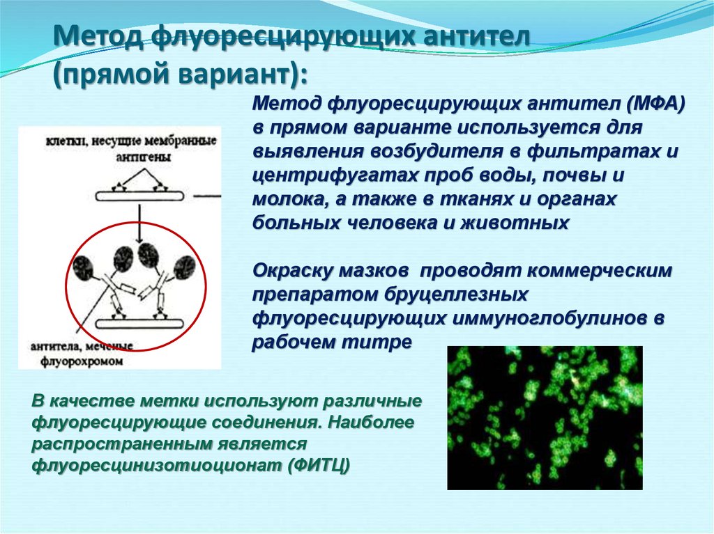 Называют обладают флюоресцируют. Метод флуоресцирующих антител. Метод флюоресцирующих антител. Реакция флюоресцирующих антител. Непрямой метод флуоресцирующих антител.