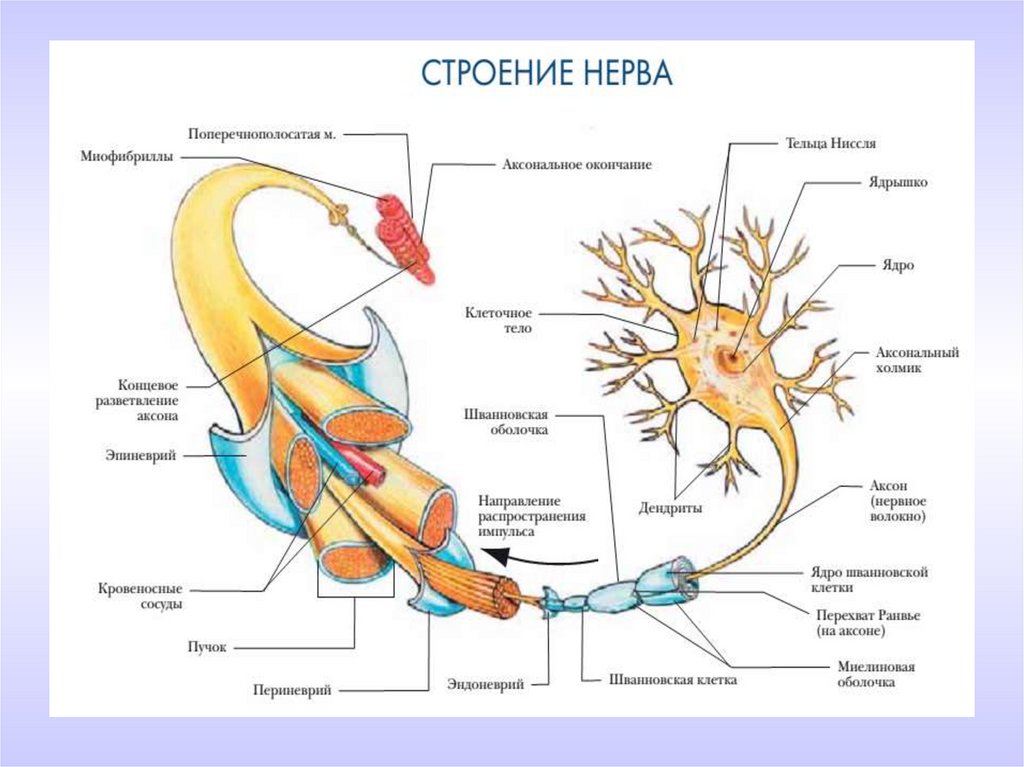 Нервные узлы и нейрон. Анатомическое строение нервов. Строение нерва человека анатомия. Строение периферического нерва. Волокна нерва анатомия строение.