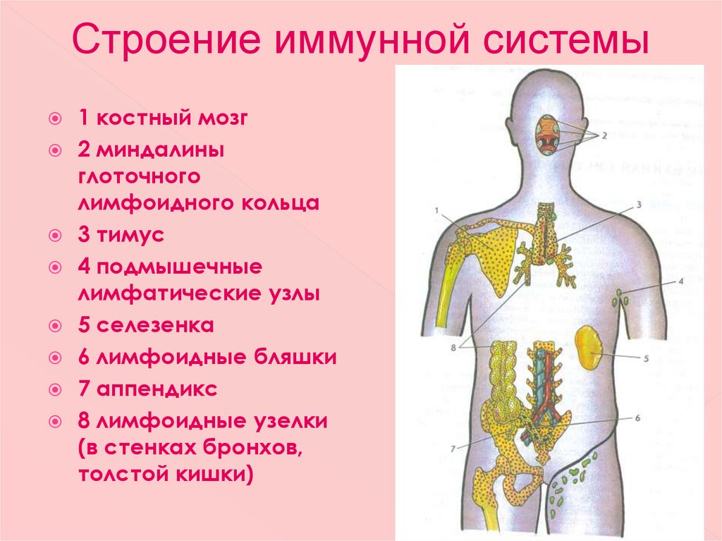 Системы органов человека состав и функции. Строение и функции органов иммунной системы организма. Иммунная система человека. Центральные органы иммунной системы. Иммунная система организма схема. Центральные органы иммунной системы анатомия и функция.