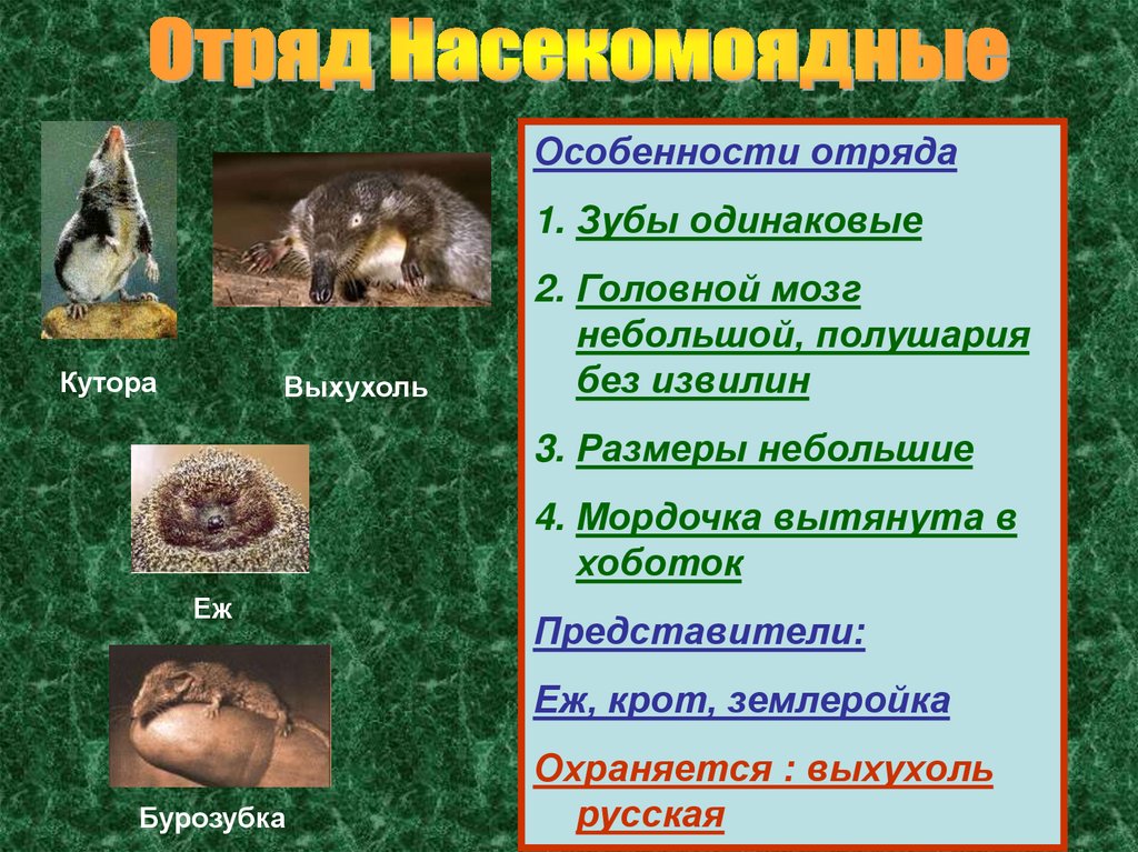 Презентация млекопитающие ростовской области