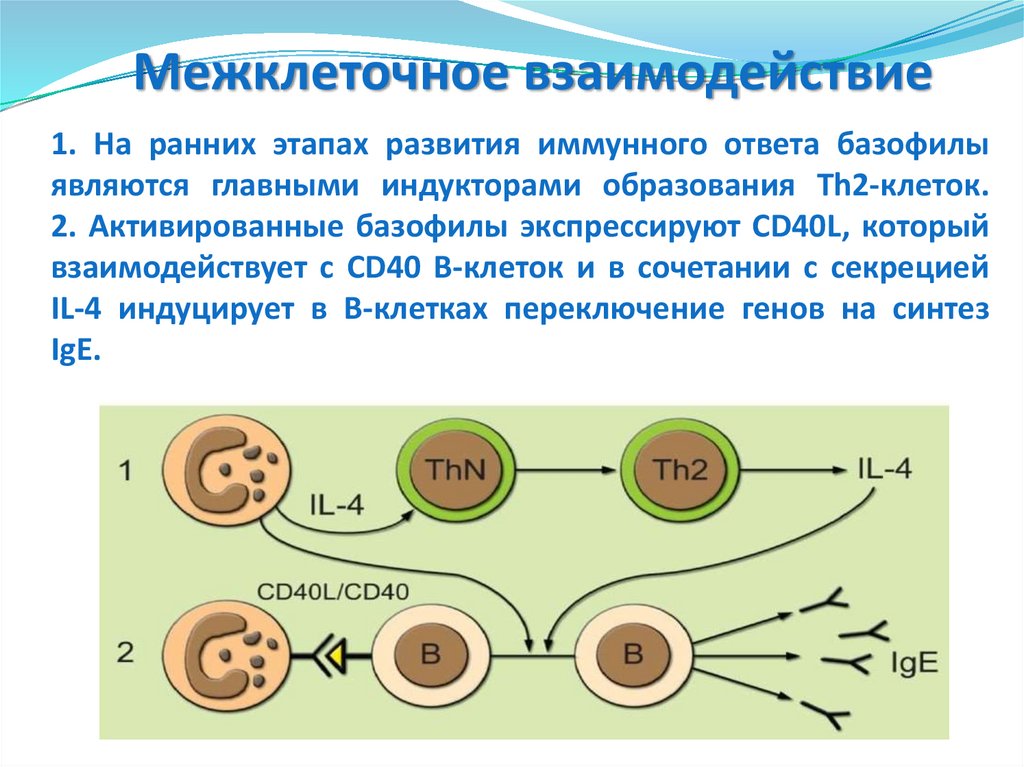 Основы иммунологии презентация