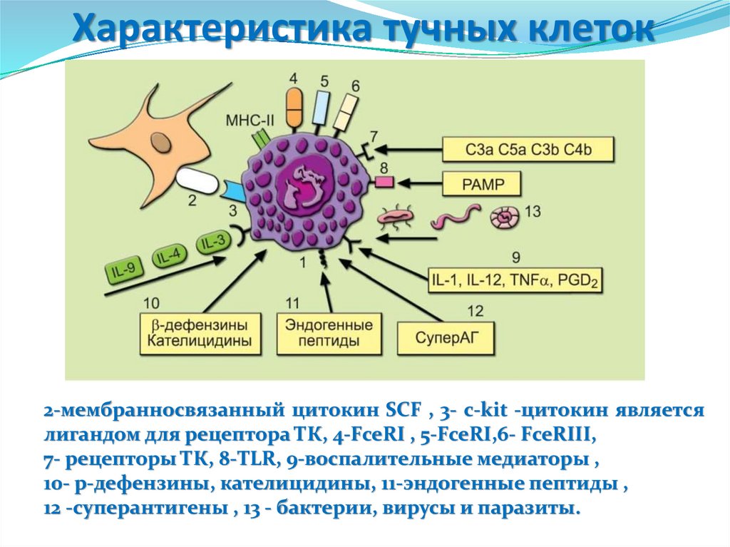 Тучные клетки