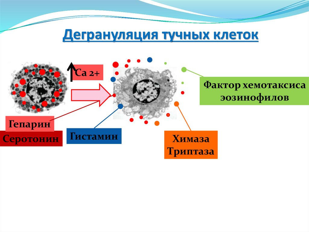 Основы иммунологии презентация