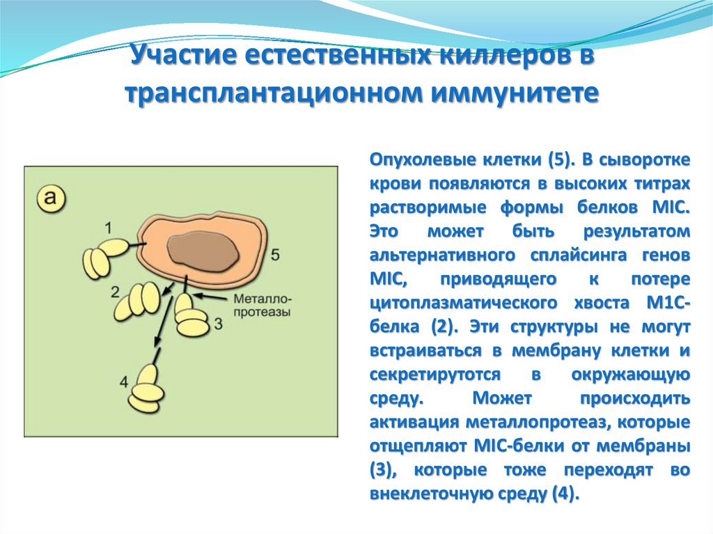 Трансплантационный иммунитет иммунология презентация