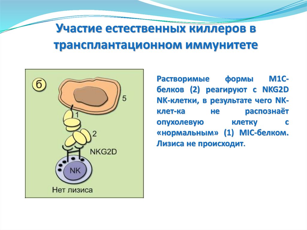 Трансплантационный иммунитет иммунология презентация