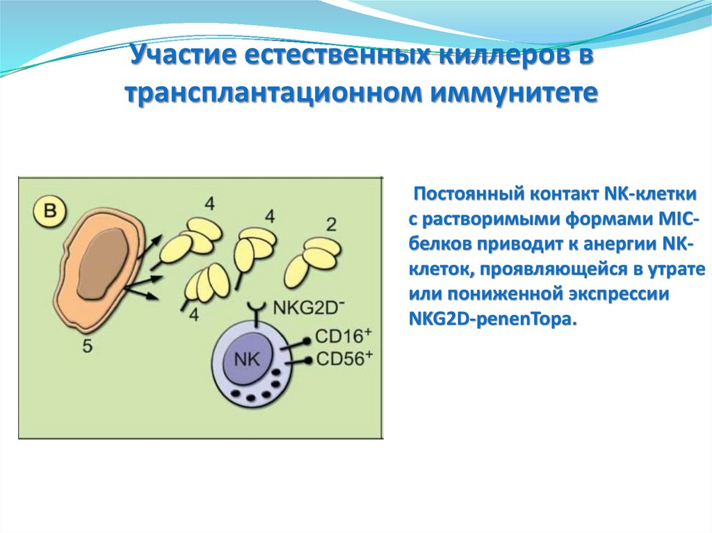 Трансплантационный иммунитет иммунология презентация