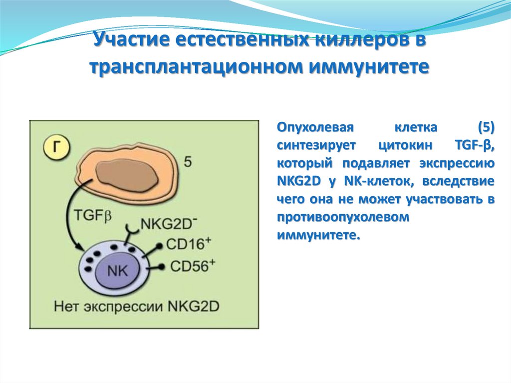 Трансплантационный иммунитет иммунология презентация