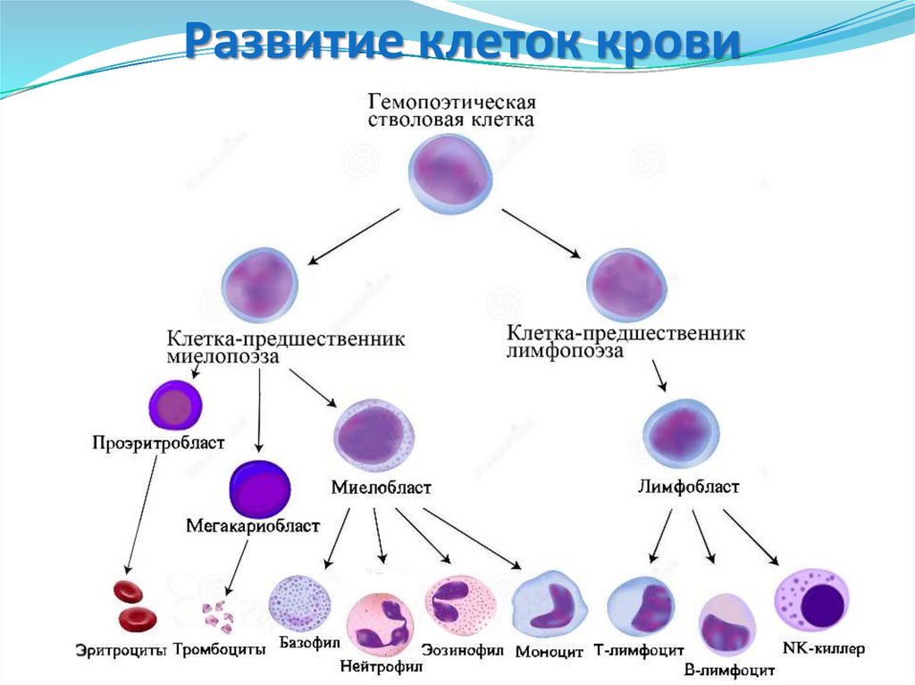 Схема кроветворения у детей