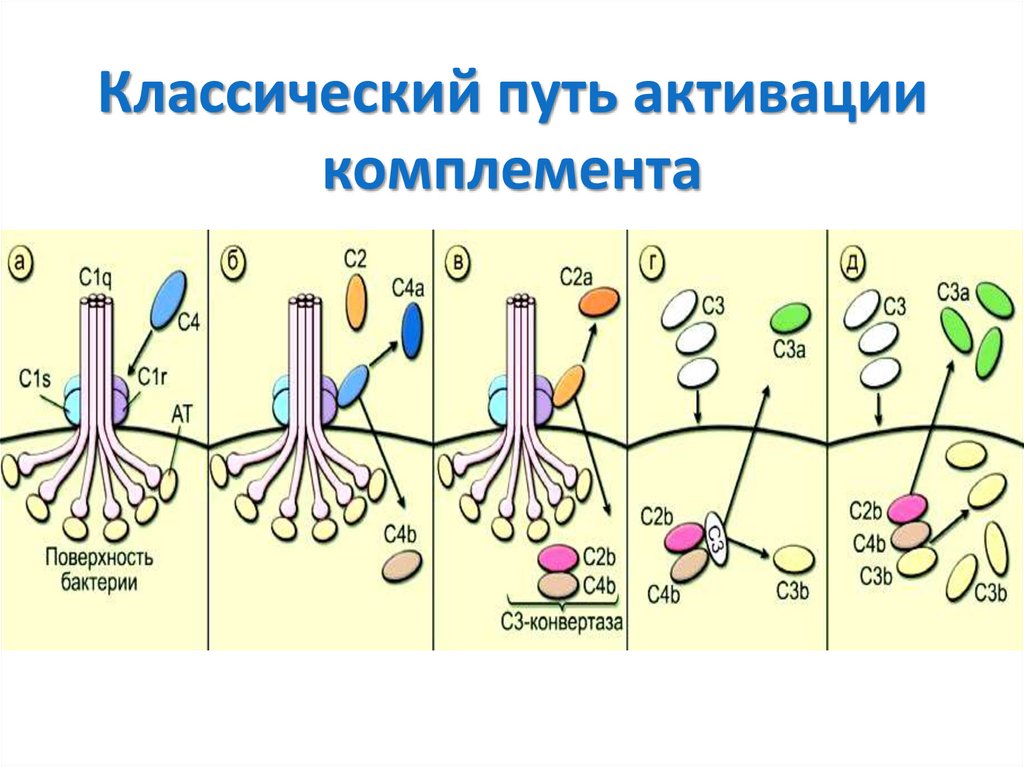 Схема активации комплемента