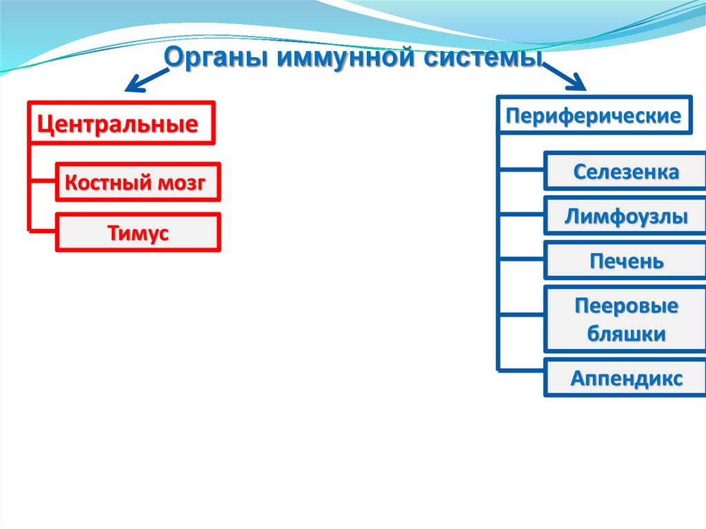 Основы иммунологии презентация