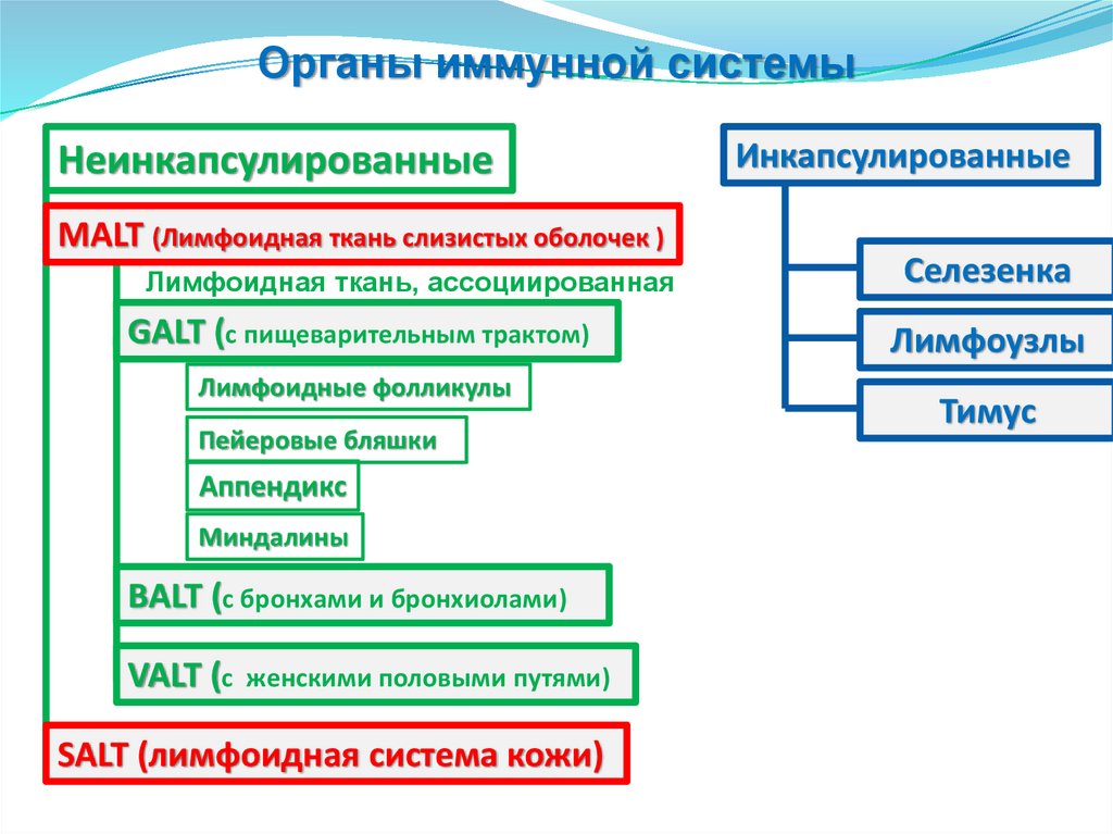 Основы иммунологии презентация