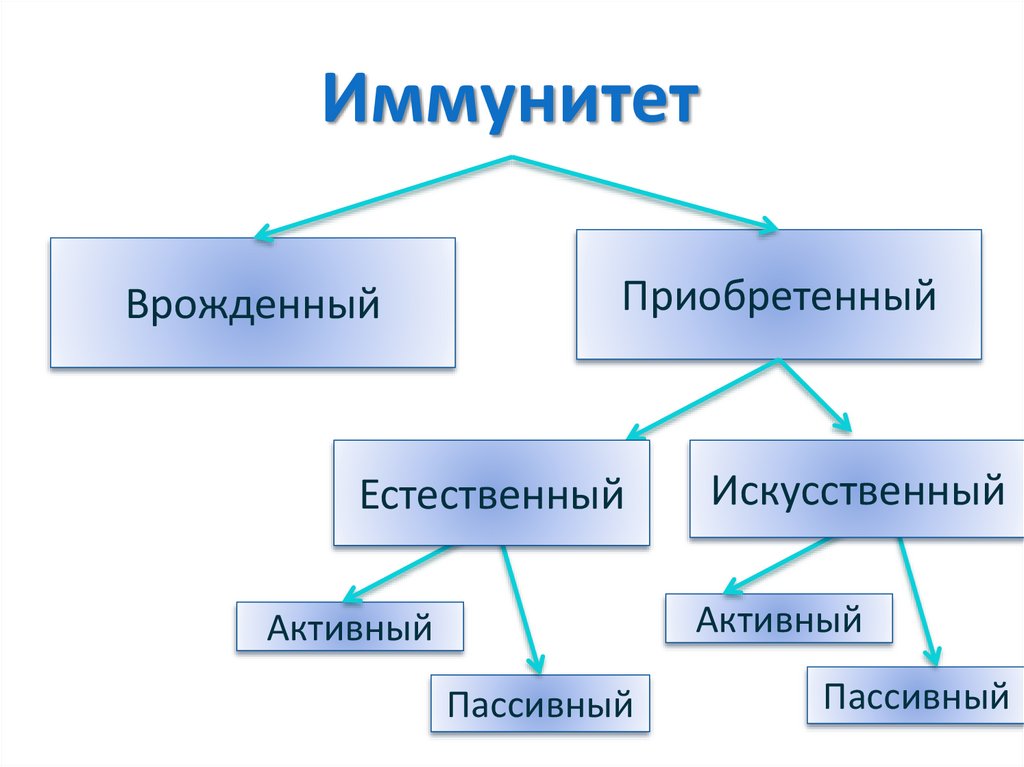 Иммунитет врожденный и приобретенный схема