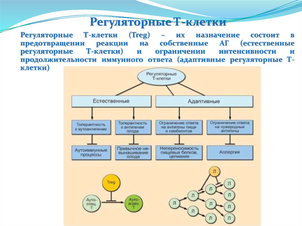 Основы иммунологии презентация