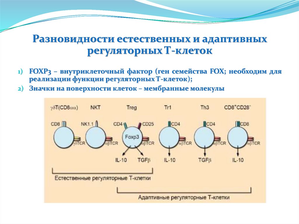 Основы иммунологии презентация