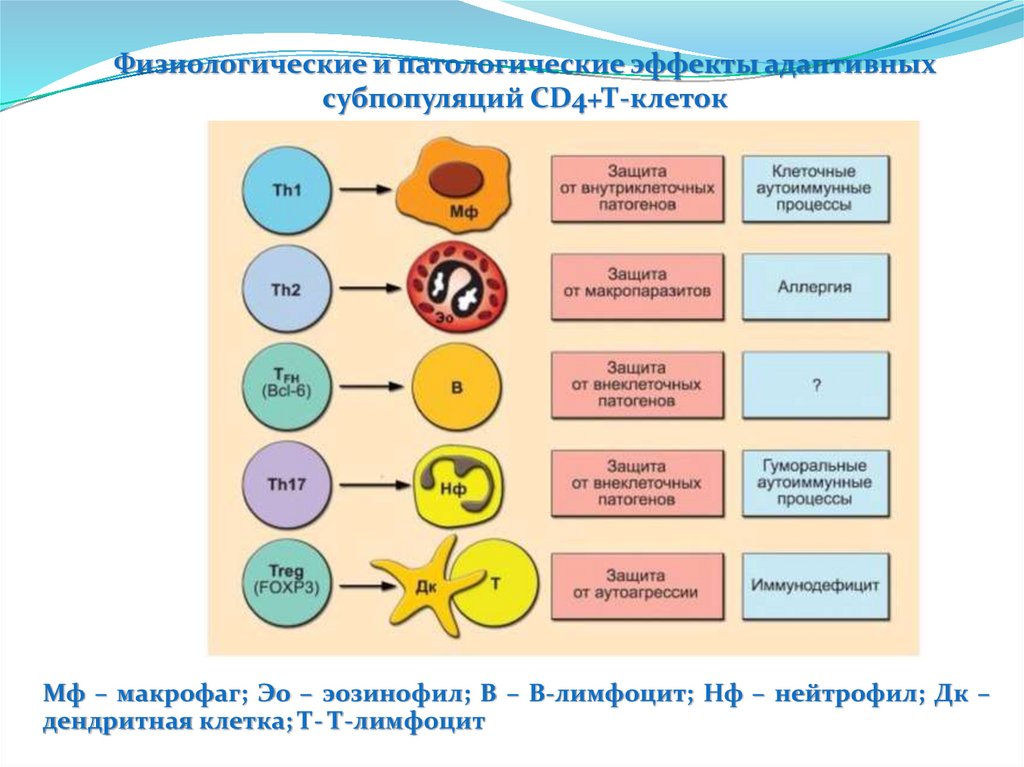 Основы иммунологии презентация