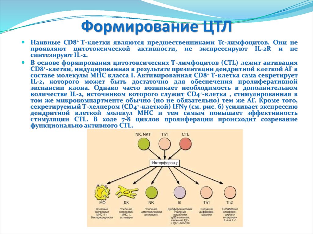 Основы иммунологии презентация