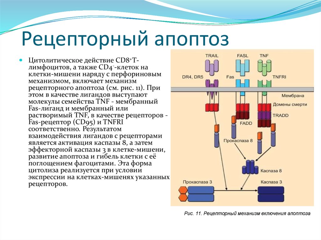 Апоптоз презентация иммунология