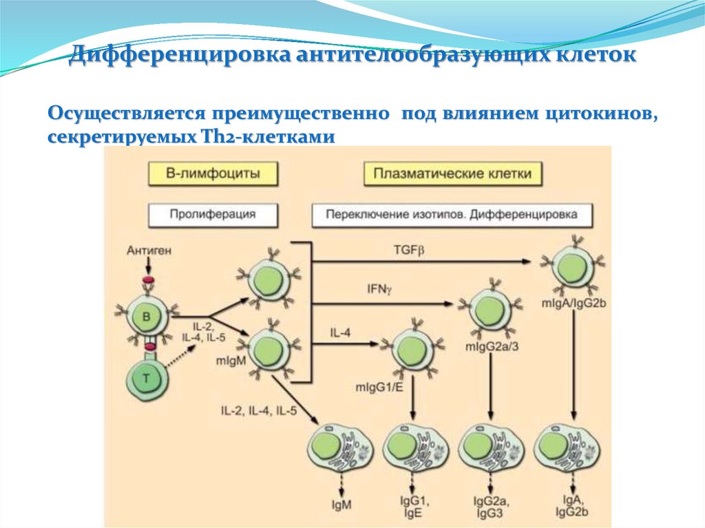 Противоопухолевый иммунитет иммунология презентация