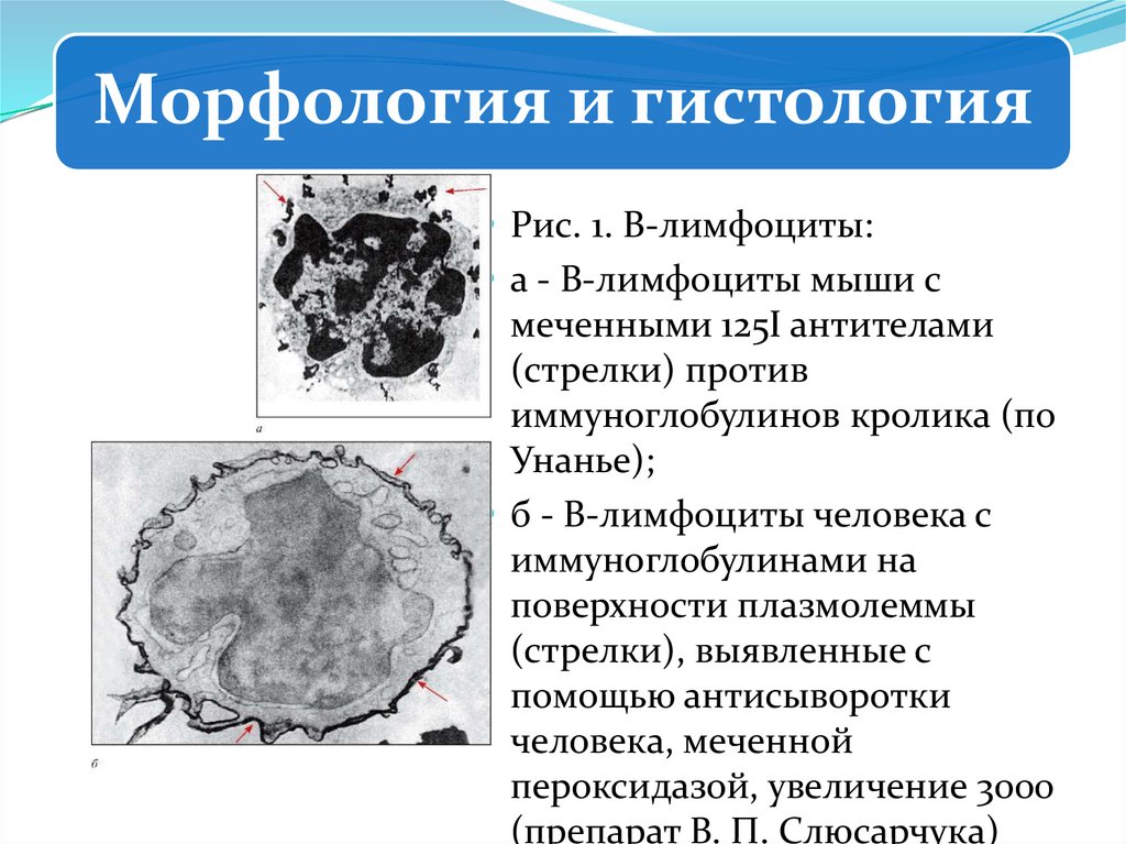 Антитела презентация иммунология