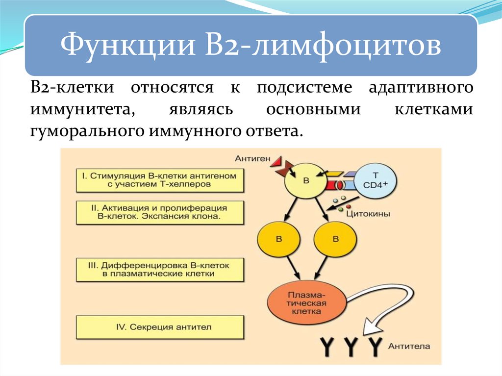 Антитела презентация иммунология