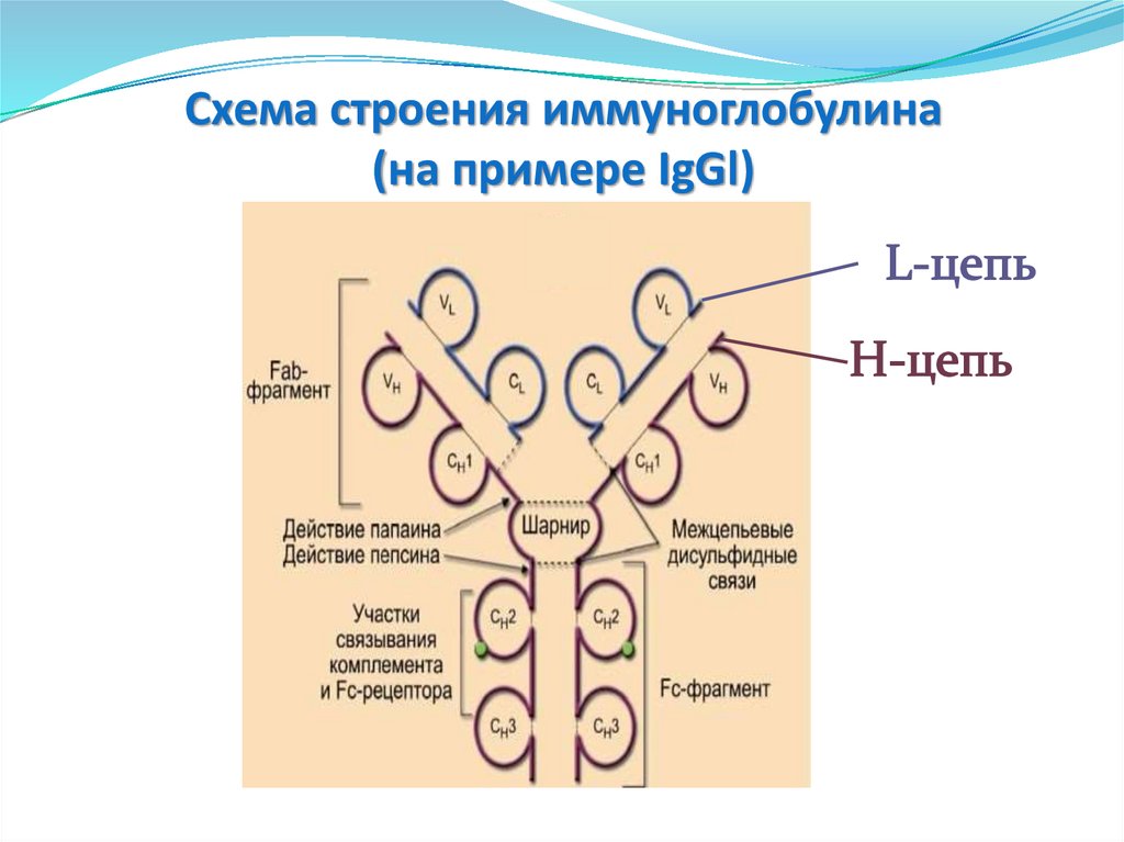 Схема иммуноглобулина. Схема строения иммуноглобулина. Схема строения иммуноглобулина е. Схема строения молекулы иммуноглобулина. Структура молекулы иммуноглобулина.