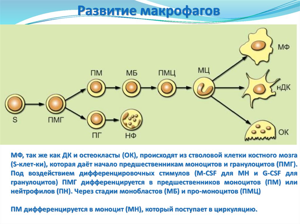 Герпес иммунология презентация