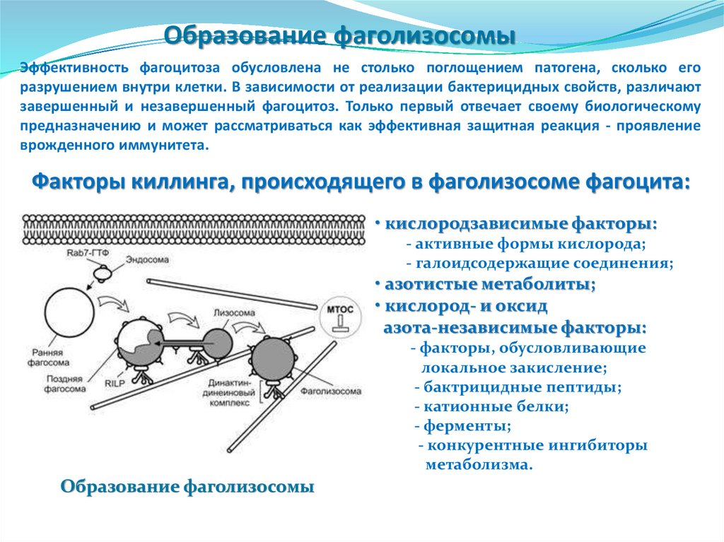 Основы иммунологии презентация