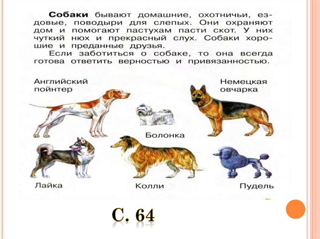 Презентация моя собака 1 класс