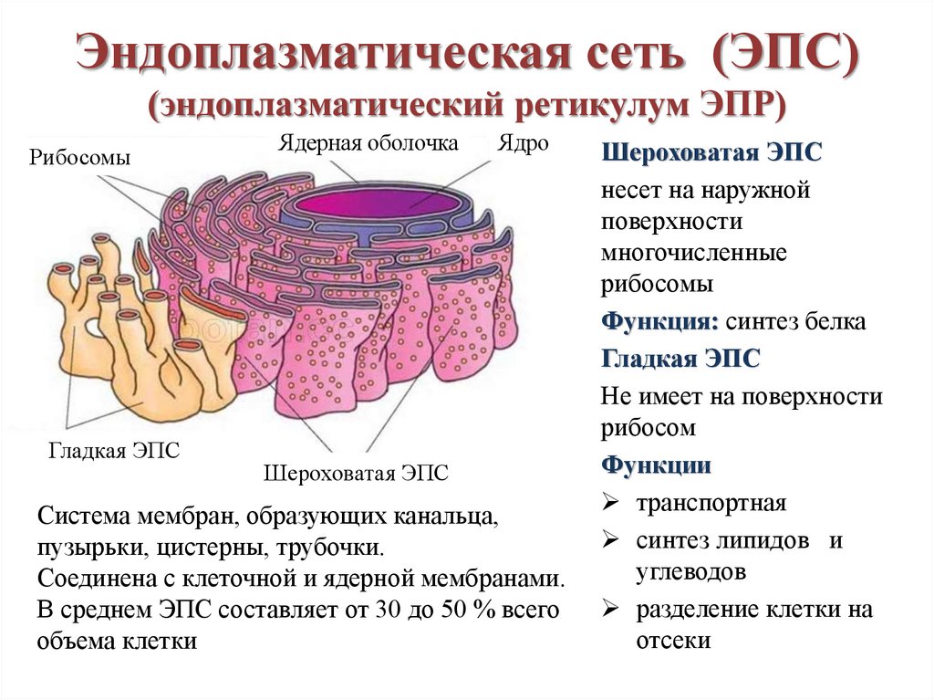 Мембрана эндоплазматического ретикулума