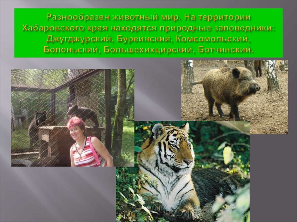 Разнообразен животный мир. На территории Хабаровского края находятся природные заповедники: Джугджурский, Буреинский,